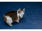 Adopt Yuki a Brown Tabby Domestic Shorthair (short coat) cat in Houston