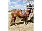 Adopt Luna a Chestnut/Sorrel Quarterhorse horse in Guthrie, OK (37842490)