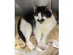 Adopt Maggie a White Domestic Shorthair / Domestic Shorthair / Mixed cat in