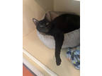 Adopt Zim a All Black Domestic Shorthair / Domestic Shorthair / Mixed cat in