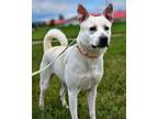 Adopt Taz a White Terrier (Unknown Type, Small) / Mixed dog in Pequot Lakes