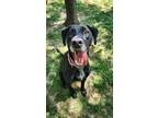 Adopt Coco a Black Labrador Retriever / Pointer / Mixed (short coat) dog in