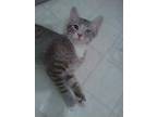 Adopt Edgar a Gray, Blue or Silver Tabby Domestic Shorthair (short coat) cat in