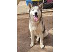Adopt Apa a White Husky / Mixed (short coat) dog in Nogales, AZ (37678534)
