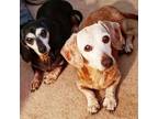 Adopt Mollie a Red/Golden/Orange/Chestnut Dachshund / Mixed dog in Las Vegas