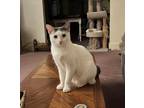 Adopt Grace a Black & White or Tuxedo Domestic Shorthair (short coat) cat in