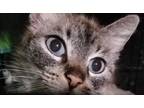 Adopt Beautiful "Gypsy" Adopted a Cream or Ivory Siamese (medium coat) cat in El