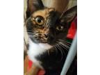 Adopt Cinnamon & Maple a Tortoiseshell Calico (medium coat) cat in El Cajon