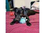 Adopt Jelly Belly a Black Labrador Retriever / Mixed dog in Austin