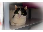 Adopt Jewel a Black & White or Tuxedo Domestic Shorthair (short coat) cat in