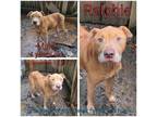 Adopt Ralphie a Mixed Breed (Large) / Mixed dog in Boaz, AL (35102126)