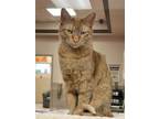 Adopt Tycho a Orange or Red Domestic Shorthair / Domestic Shorthair / Mixed cat