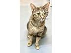 Adopt Wendy a Tortoiseshell Domestic Shorthair (short coat) cat in Sautee