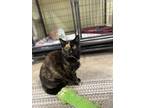 Adopt Patches a Calico or Dilute Calico Calico (short coat) cat in New Richmond