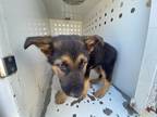 Adopt Burt a Black German Shepherd Dog / Mixed dog in Selma, CA (37675834)