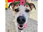 Adopt Pretty Girl a White Mixed Breed (Large) / Mixed dog in Oklahoma City