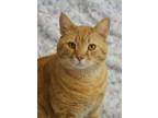 Adopt Henry 46016 a Orange or Red Domestic Shorthair / Domestic Shorthair /