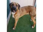 Adopt Tom a Brown/Chocolate Mastiff / Mixed dog in Lakeside, AZ (37701616)
