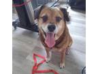 Adopt Zorro a Tan/Yellow/Fawn Retriever (Unknown Type) / Beagle / Mixed dog in