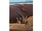 Adopt Asher & Boots a Tiger Striped Domestic Shorthair (short coat) cat in