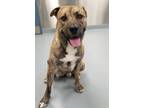 Adopt Gizmo a Black American Pit Bull Terrier / Husky / Mixed dog in Silver