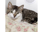 Adopt Hal a White Domestic Shorthair / Domestic Shorthair / Mixed cat in