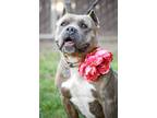 Adopt Hattie a Gray/Blue/Silver/Salt & Pepper American Staffordshire Terrier /