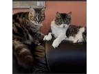 Adopt Beatrice and Cymbeline a Brown or Chocolate Maine Coon / Mixed cat in Fort