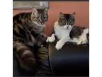 Adopt Cymbeline and Beatrice a Brown or Chocolate Maine Coon / Mixed cat in Fort