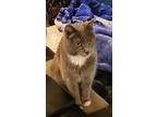 Adopt Stephanie a Gray or Blue (Mostly) Domestic Shorthair (short coat) cat in