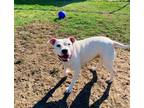 Adopt Baby a White American Staffordshire Terrier / Mixed dog in Atlanta