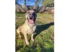Adopt Vanilla a Tan/Yellow/Fawn Mastiff / Mixed dog in Norwood, GA (35286929)