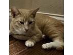 Adopt PUMPKIN a Orange or Red American Shorthair / Mixed cat in League City