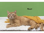 Adopt Memoir a Orange or Red Domestic Shorthair / Domestic Shorthair / Mixed cat