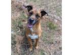 Adopt Bailey Roux a Red/Golden/Orange/Chestnut Mixed Breed (Medium) / Mixed dog