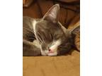 Adopt Ginger a Gray or Blue (Mostly) Domestic Shorthair (short coat) cat in