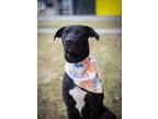 Adopt Lucky Charms a Black - with White Labrador Retriever / Mixed dog in West
