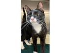 Adopt Brenna Moonz a All Black Domestic Shorthair / Domestic Shorthair / Mixed