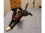 Adopt Helena a Black - with White Mixed Breed (Medium) / Mixed dog in Calexico