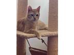 Adopt Gavin a Tan or Fawn Tabby Domestic Shorthair (short coat) cat in Staten