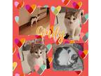 Adopt Cindy (f) a Cream or Ivory (Mostly) Domestic Shorthair (short coat) cat in