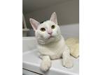 Adopt Tango a White Domestic Shorthair / Domestic Shorthair / Mixed cat in