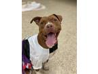 Adopt Rosalee a Red/Golden/Orange/Chestnut - with White American Pit Bull