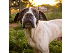 Adopt Hooch a White - with Tan, Yellow or Fawn American Pit Bull Terrier / Mixed