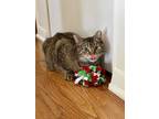 Adopt BLOSSOM a Tan or Fawn Tabby Domestic Shorthair (short coat) cat in