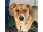Adopt LIBBY a Red/Golden/Orange/Chestnut Australian Cattle Dog / Mixed dog in