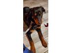 Adopt Peaches a Brown/Chocolate - with Black Rottweiler / Mixed dog in