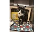 Adopt Denmark a All Black Domestic Shorthair / Domestic Shorthair / Mixed cat in