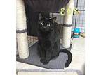 Adopt EOS a All Black Bombay (short coat) cat in Sherman Oaks, CA (37675986)