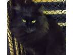 Adopt FLUFFY a All Black Domestic Mediumhair (long coat) cat in Calimesa